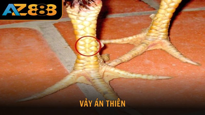 Vảy án thiên được đánh giá rất cao