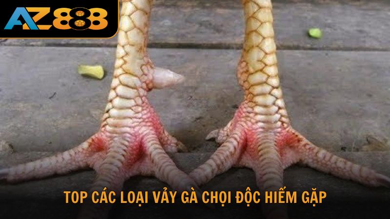 Kham phá các loại vảy gà chọi độc hiếm gặp nhất hiện nay