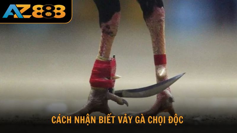 Cách nhận biết vảy gà chọi độc cho người mới chơi