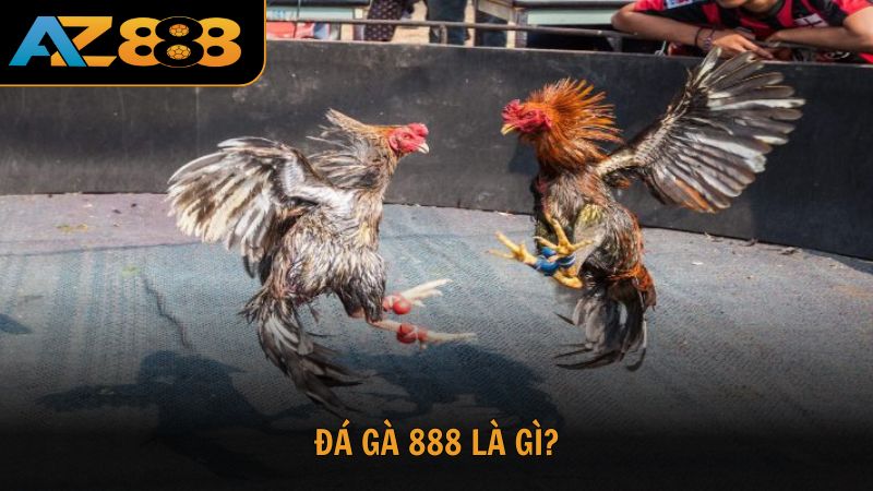 Tìm hiểu về Đá gà 888 là gì?