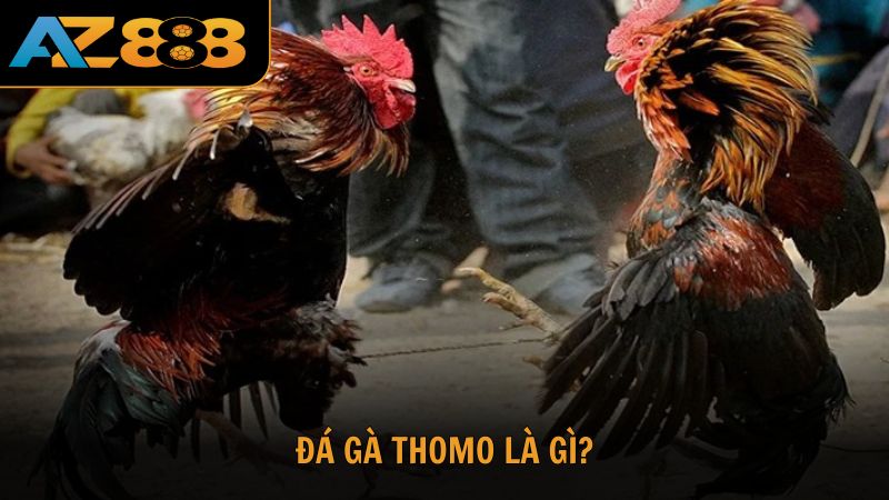 Đá gà ăn tiền hấp dẫn
