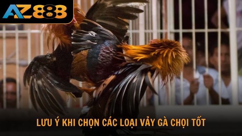 Những lưu ý khi chọn các loại vảy gà chọi tốt từ AZ888