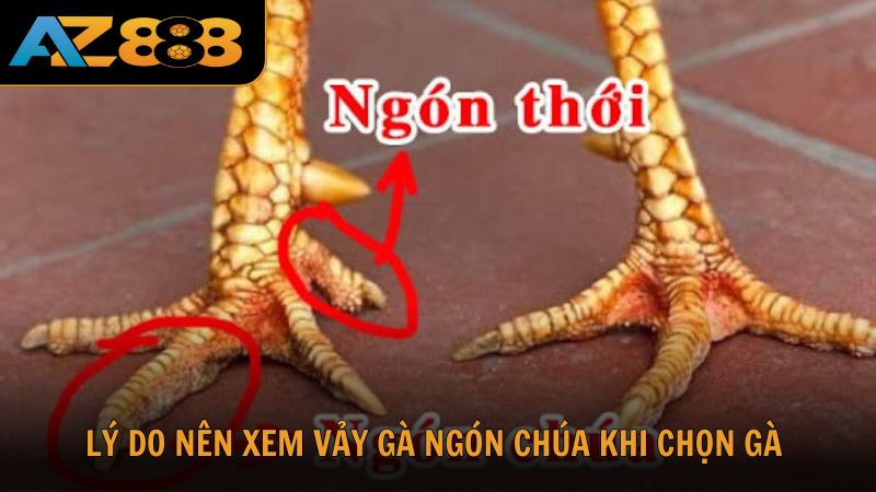 Lý do nên xem vảy gà ngón chúa khi chọn gà tại AZ888