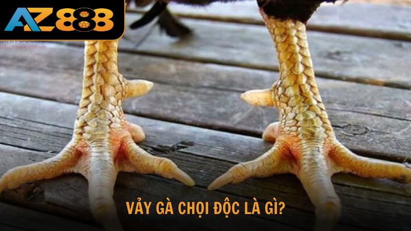 Vảy gà chọi độc là gì?