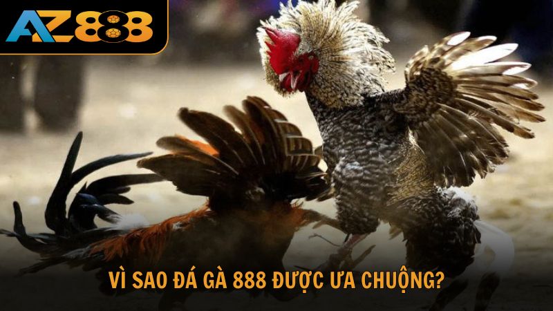 Tìm hiểu lý do đá gà 888 được ưa chuộng?