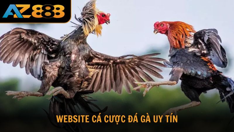 Website cá cược đá gà uy tín